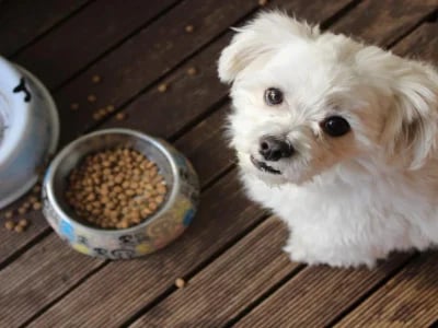 10 Facts That Explain How Much Does Farmers Dog Cost in 2025