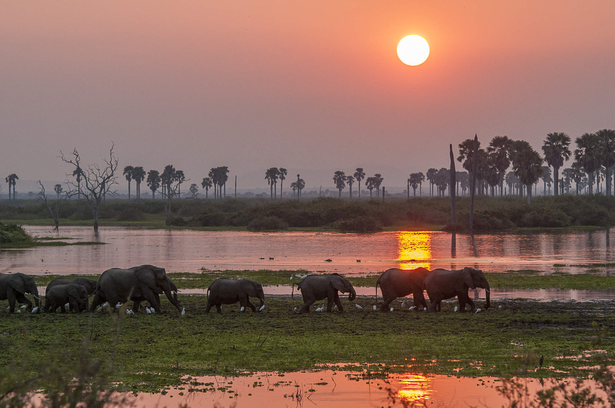 Experience Nature Up Close on a Nyerere National Park Tanzania Safari