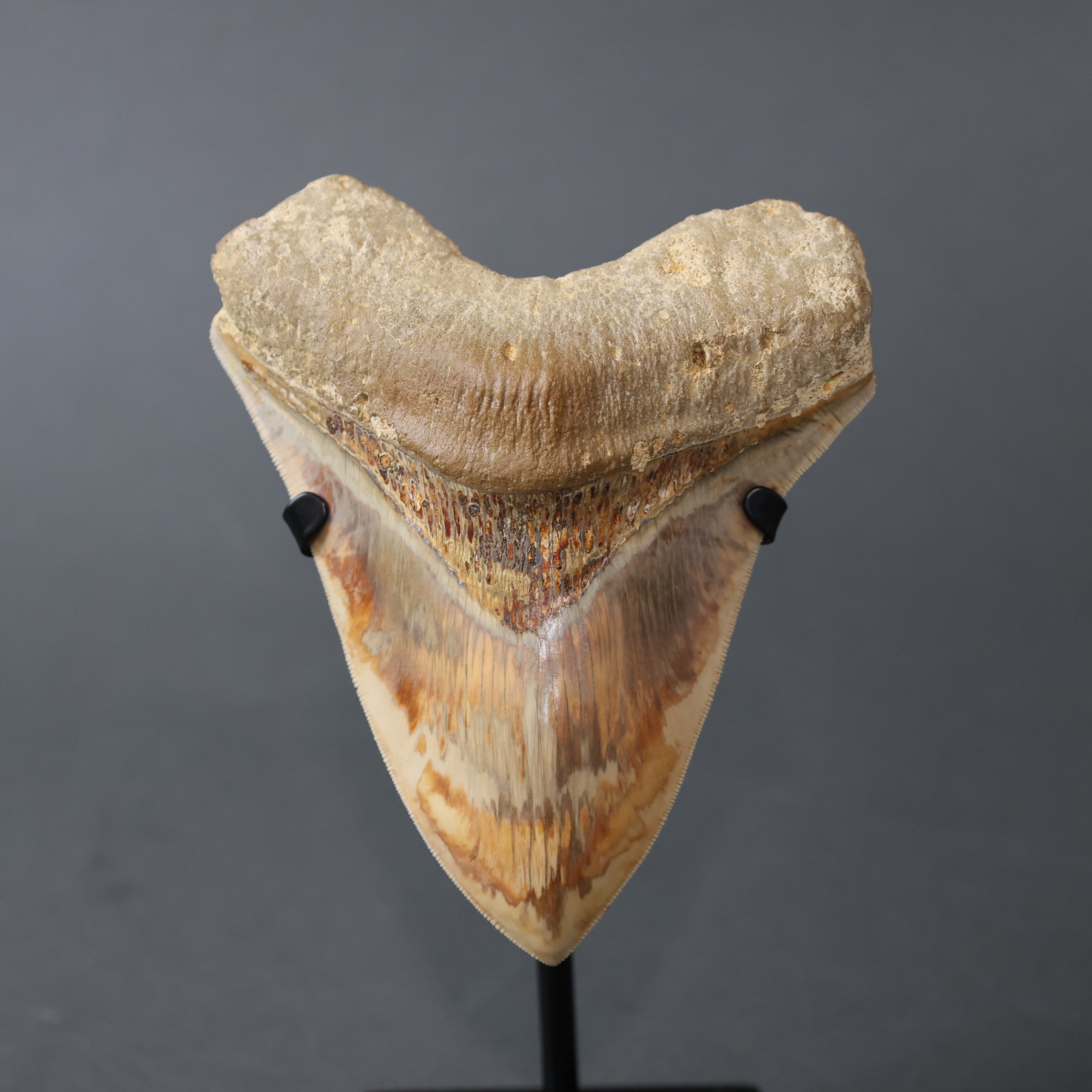 Fossil Driven Fossil Shark Teeth: Explore Our Authentic Collection