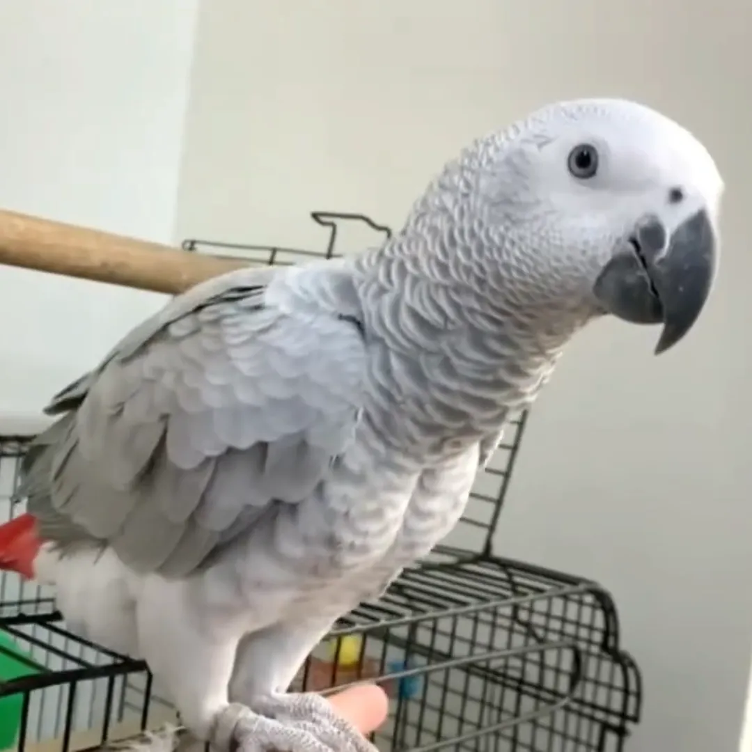 Parrot Breeder – Health &amp; Lineage Verified Amazing Birds Farm