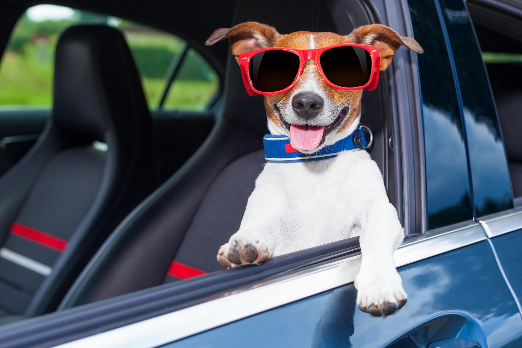 Vet Home Certs Makes Animal Health Certificates Easy