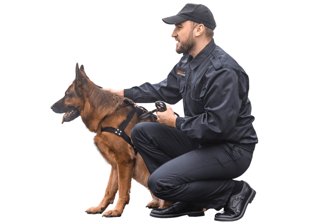 Specialist Canine Security via Security Dog Services Manchester