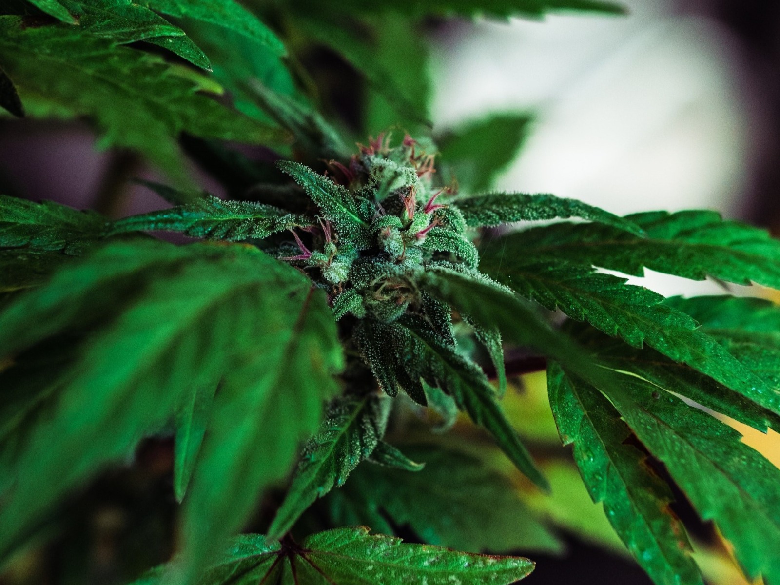 Cannabis Spain – Discover Cannabis Spain | Clubs Cannabis Madrid