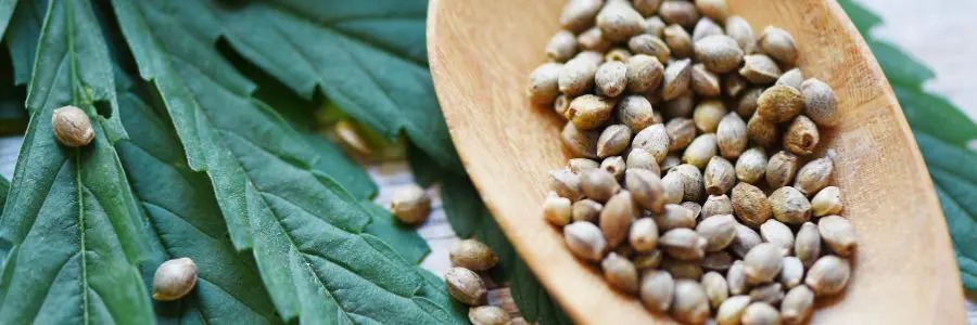 Mandarin Cookies Strain Aromatic Bud at Bud Cargo – Fresh from BC Growers