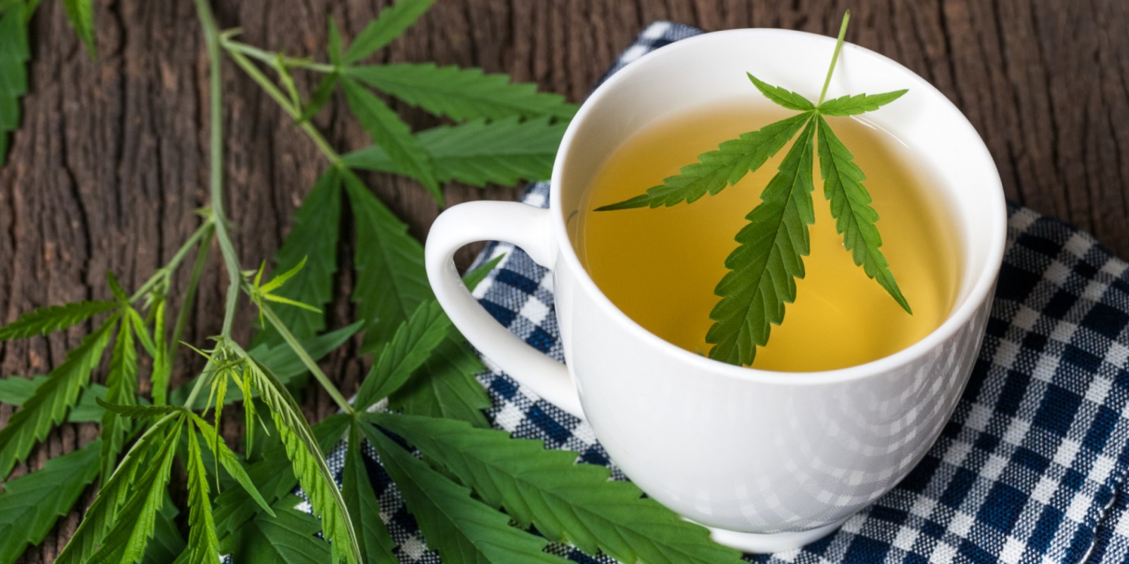 Csc hamburg – Der Cannabis Social Club Blütenbande e.V.