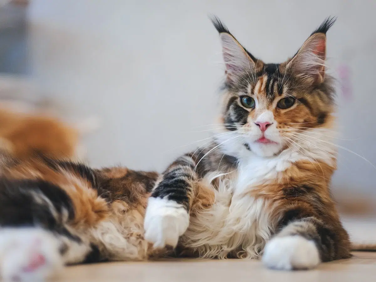 Maine Coon Kittens for Sale San Francisco | Amore Cattery