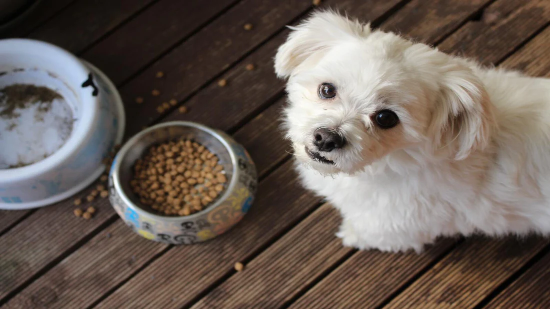 10 Facts That Explain How Much Does Farmers Dog Cost in 2025