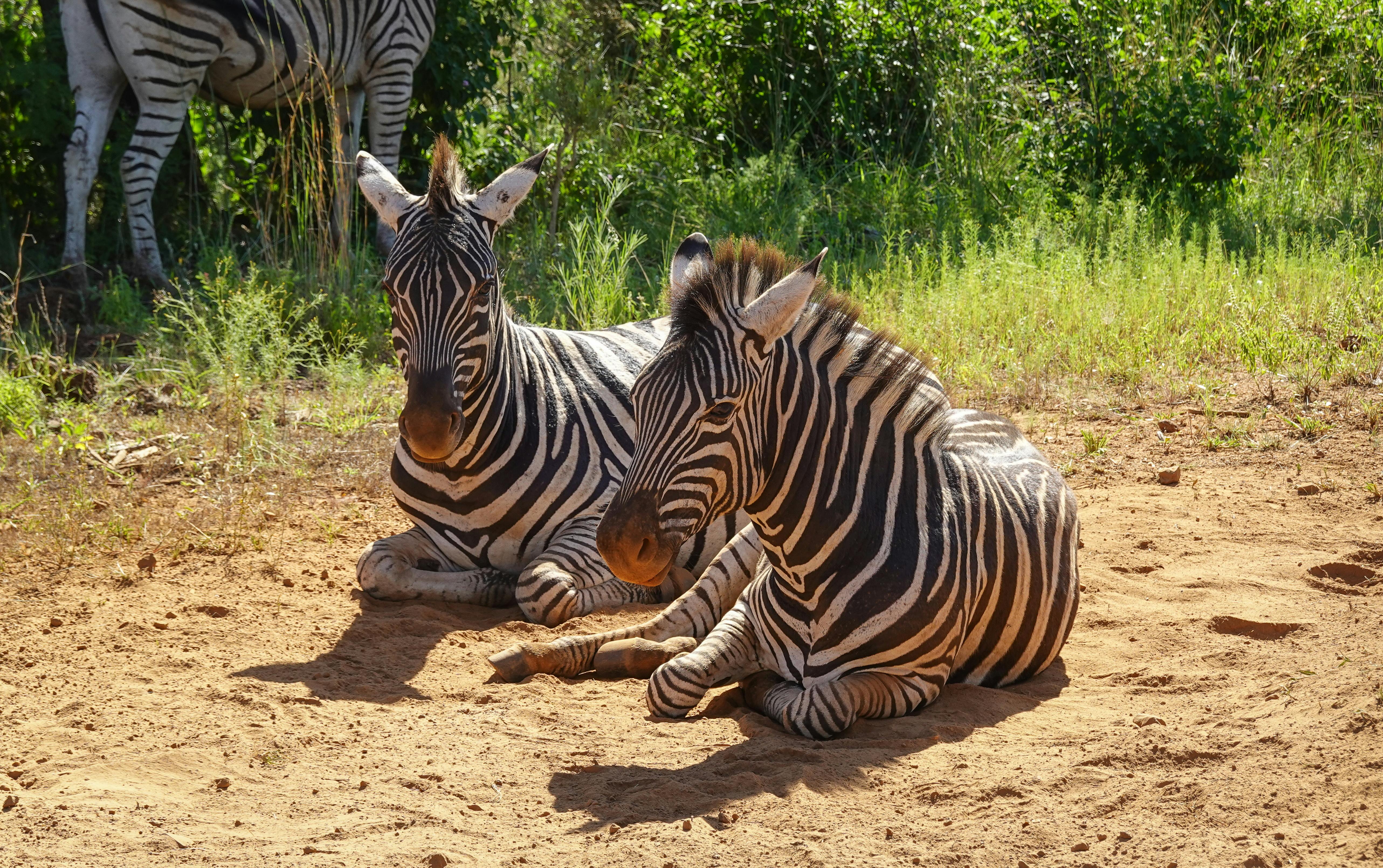 Kenya Safari Guide: Best Time to Visit & Wildlife to See