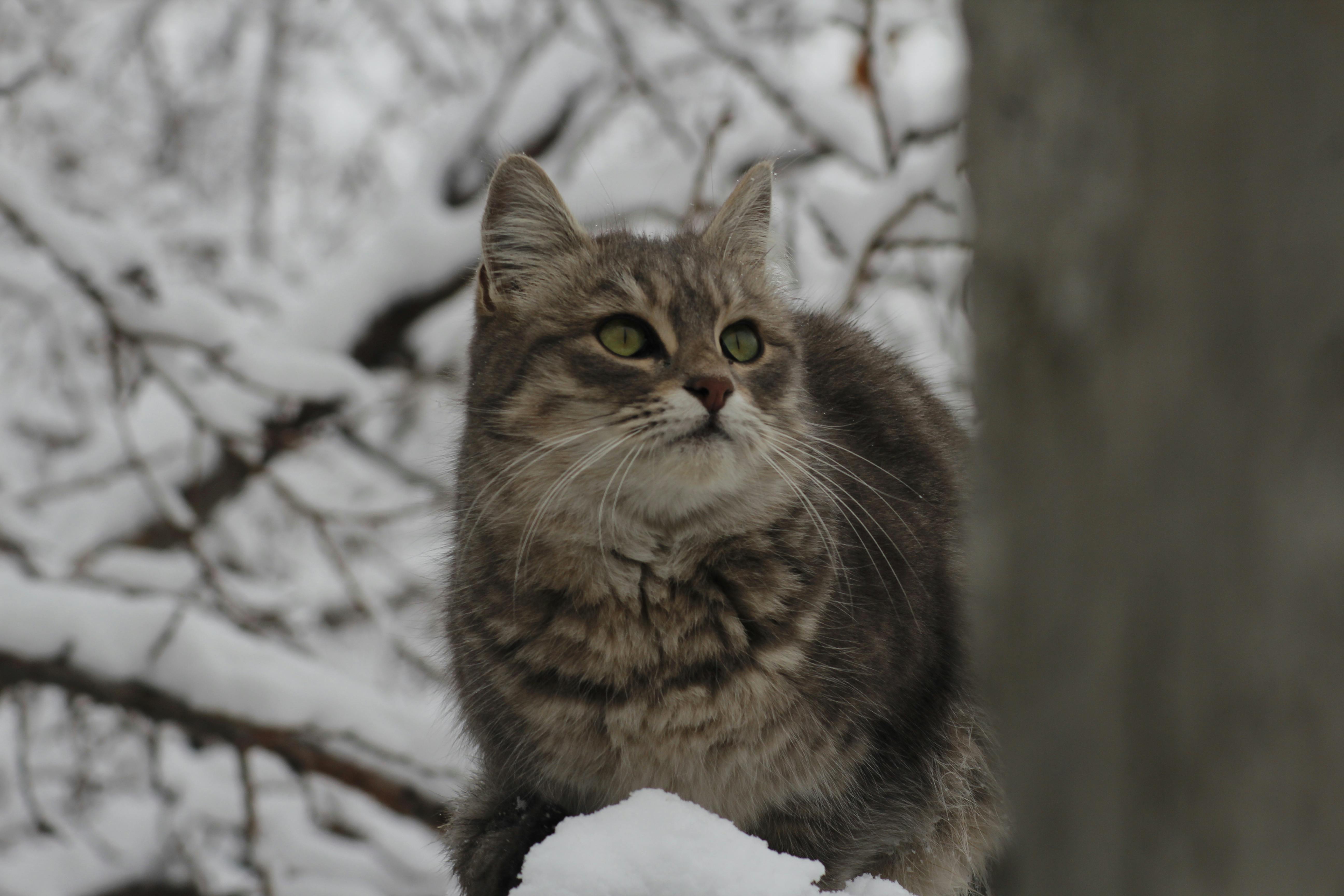 Maine Coon Kittens for Sale Sacramento – Loving &amp; Friendly Kittens
