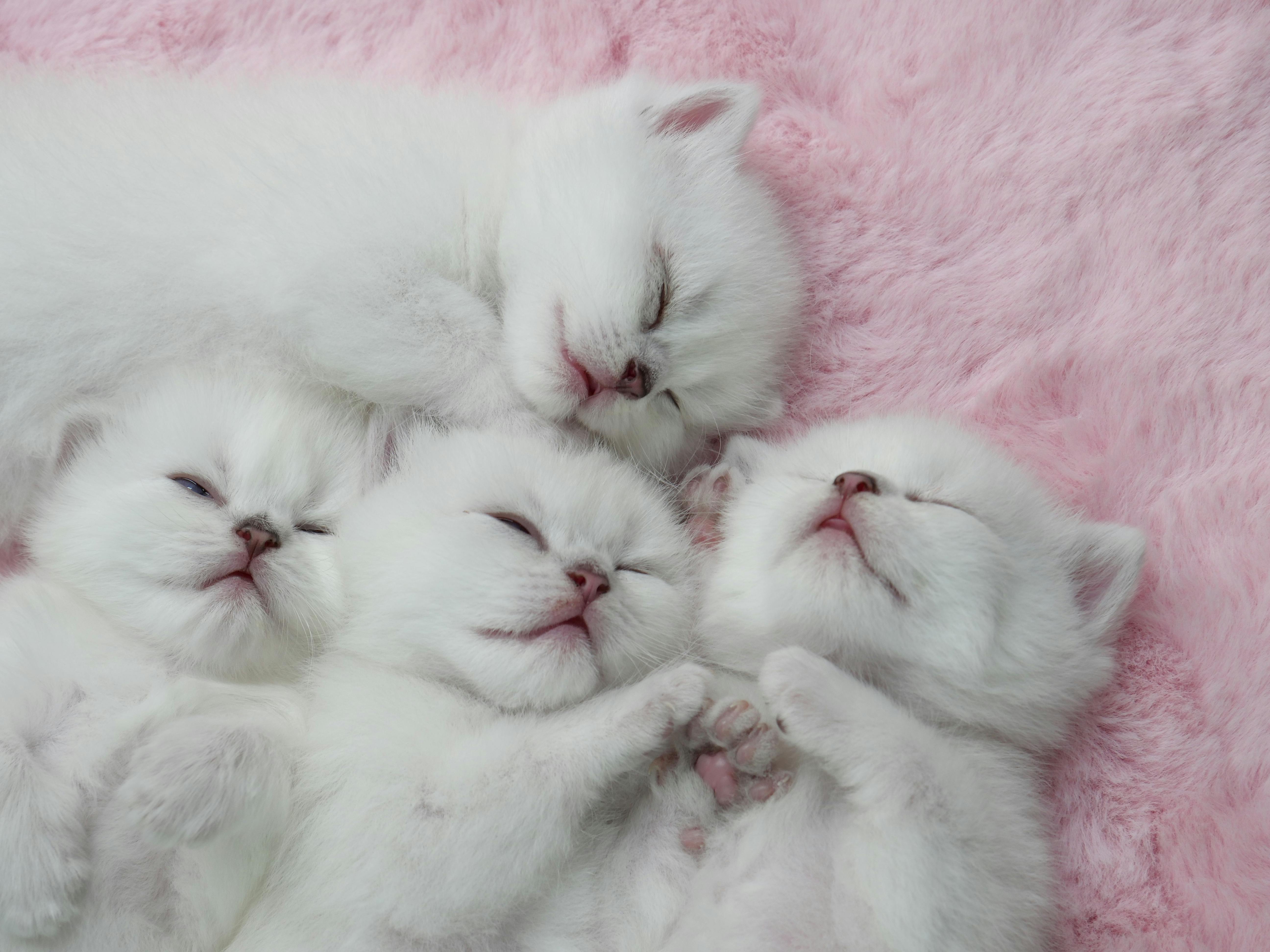 Maine Coon Kittens for Sale Sacramento: Visit Our Home-Based Cattery