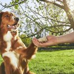 major-benefits-of-dog-training
