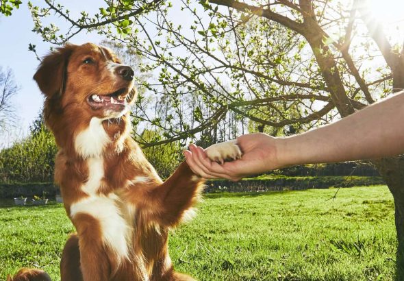 major-benefits-of-dog-training