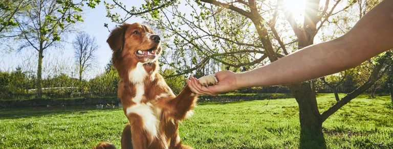 major-benefits-of-dog-training