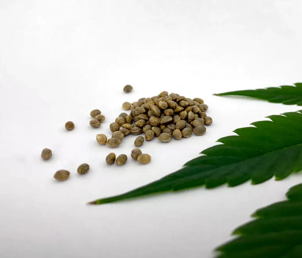 qualicann_cbd_samen_simple_berry-jpg